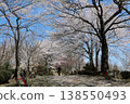 [Echizen City, Fukui Prefecture, April] Cherry blossoms in full bloom adorn Funayama Mountain; countless Buddha statues and cherry blossoms in full bloom 138550493