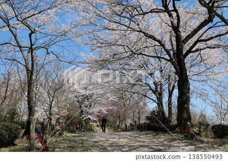 [Echizen City, Fukui Prefecture, April] Cherry blossoms in full bloom adorn Funayama Mountain; countless Buddha statues and cherry blossoms in full bloom 138550493