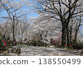 [Echizen City, Fukui Prefecture, April] Cherry blossoms in full bloom adorn Funayama Mountain; countless Buddha statues and cherry blossoms in full bloom 138550499