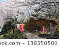 [Echizen City, Fukui Prefecture - April] Cherry blossoms in full bloom adorn Funayama Mountain at the entrance to Funayama Mountain. 138550500