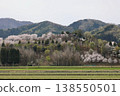 [Echizen City, Fukui Prefecture - April] Cherry blossoms in full bloom adorn Funayama Mountain; Funayama Mountain and Kofun Mountain viewed from the foot of the mountain. 138550501