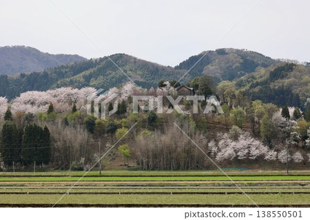 [Echizen City, Fukui Prefecture - April] Cherry blossoms in full bloom adorn Funayama Mountain; Funayama Mountain and Kofun Mountain viewed from the foot of the mountain. 138550501