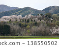 [Echizen City, Fukui Prefecture - April] Cherry blossoms in full bloom adorn Funayama Mountain; Funayama Mountain and Kofun Mountain viewed from the foot of the mountain. 138550502