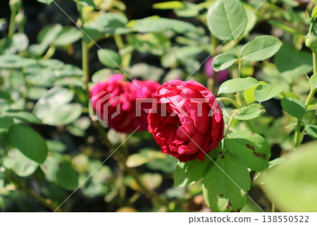The Crimson Pillars - Standing Side by Side with Pride - The Crimson Pillars - Standing Side by Side with Pride - 138550522