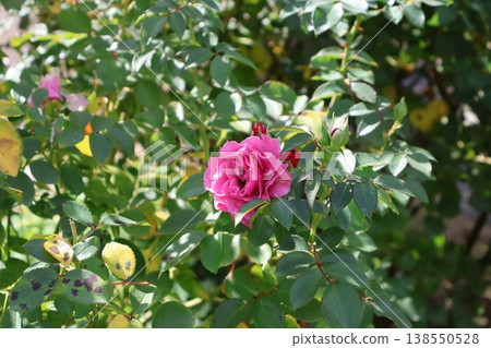 Crimson blooms in the green sea -burning alone- 138550528