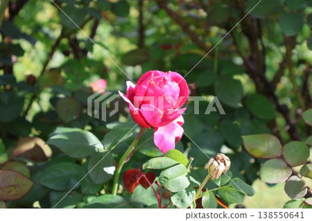 Proud Crimson - Accompanied by Buds - Proud Crimson - Accompanied by Buds - 138550641