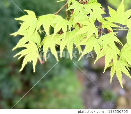 鮮嫩翠綠的楓葉和柔和的散景營造出初夏的自然背景。 鮮嫩翠綠的楓葉和柔和的散景營造出初夏的自然背景。 138550705