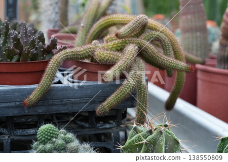 Cactus Cactus 138550809