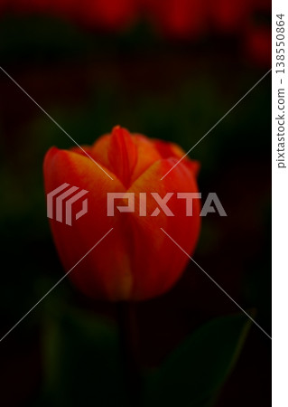 Red tulip Red tulip 138550864