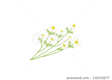 洋甘菊花束 洋甘菊花束 138550877