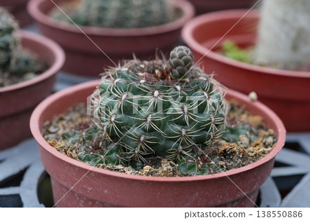 Cactus Cactus 138550886