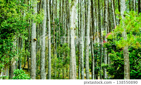 beautiful view of pine forest beautiful view of pine forest 138550890