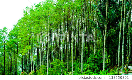 beautiful view of pine forest beautiful view of pine forest 138550891