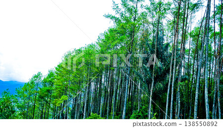 beautiful view of pine forest beautiful view of pine forest 138550892