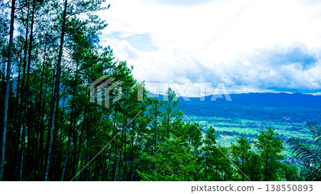 beautiful view of pine forest beautiful view of pine forest 138550893