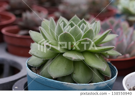多汁植物 多汁植物 138550940