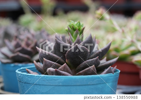 Succulent plants 138550988