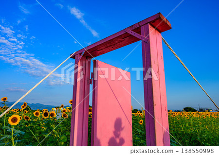 A breathtaking view of the Zama Sunflower Festival: a clear blue summer sky and a field of sunflowers in full bloom. A breathtaking view of the Zama Sunflower Festival: a clear blue summer sky and a field of sunflowers in full bloom. 138550998