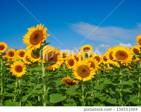 A breathtaking view of the Zama Sunflower Festival: a clear blue summer sky and a field of sunflowers in full bloom. 138551004