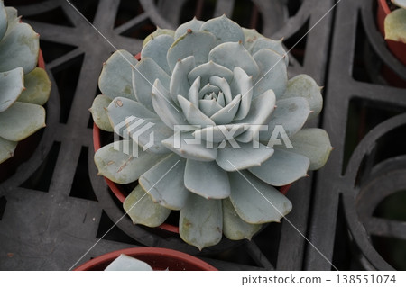 多汁植物 多汁植物 138551074