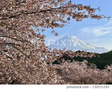 富士山和盛開的櫻花 138551243