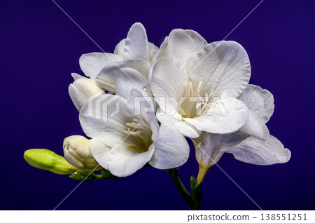 Macro of white freesia flowers and green buds with water drops on solid blue background 138551251