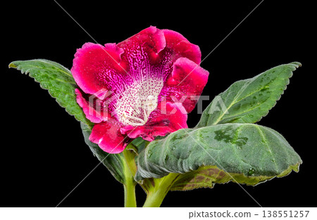 Beautiful helleborus hybridus flower with purple spots in spring garden Beautiful helleborus hybridus flower with purple spots in spring garden 138551257