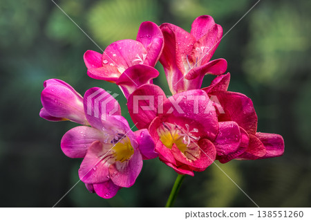Macro of pink freesia flowers with dew drops on blurred green nature background Macro of pink freesia flowers with dew drops on blurred green nature background 138551260