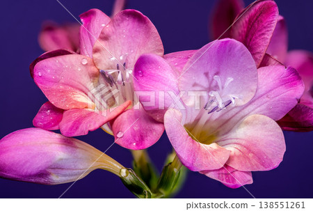 Macro of pink freesia flowers with water drops isolated on blue background 138551261