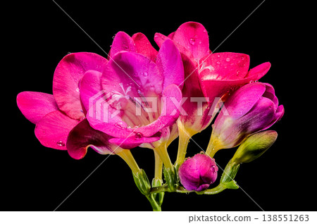 Macro of pink freesia flowers with water drops on a green stem isolated on black background 138551263