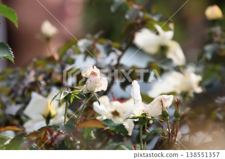 白色花園裡的對話——玫瑰與小花的低語—— 白色花園裡的對話——玫瑰與小花的低語—— 138551357