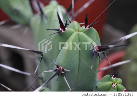 Cactus Cactus 138551385