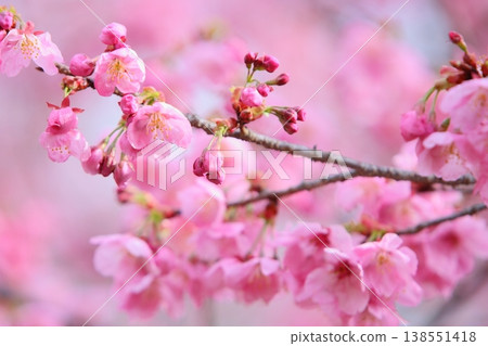 The pink Yoko cherry blossoms have just begun to bloom. 138551418