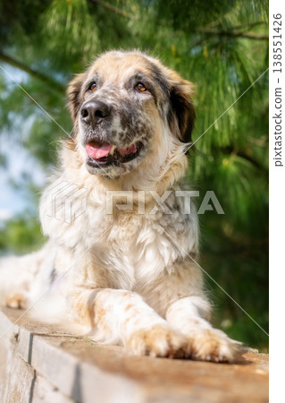 Big fluffy mixed breed dog lying down 138551426