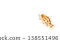A Japanese-style image featuring a red and white patterned koi carp against a white background, with a right-aligned composition. 138551496