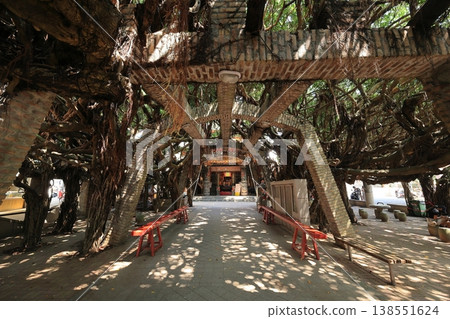 Tongliang Ancient Banyan Tree, Baisha, Penghu, Taiwan 138551624