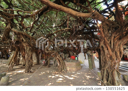 通梁古榕 白沙 澎湖 台灣 138551625