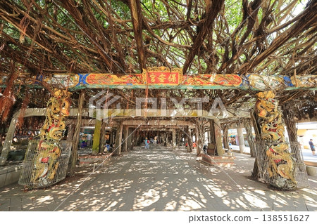 通梁古榕 白沙 澎湖 台灣 138551627