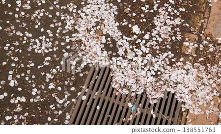 Cherry blossom petals scattered on the ground and the grate of a drainage ditch. Cherry blossom petals scattered on the ground and the grate of a drainage ditch. 138551761