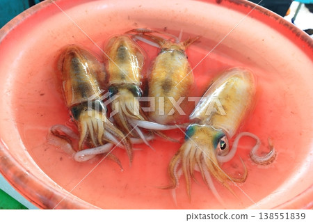 軟絲 花枝 魚市場 魚貨 鮮魚 海鮮 澎湖 軟絲 花枝 魚市場 魚貨 鮮魚 海鮮 澎湖 138551839