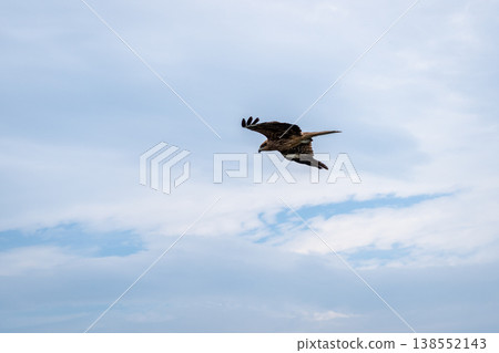 Black kite flying over Enoshima Island in Japan's summer sky 138552143