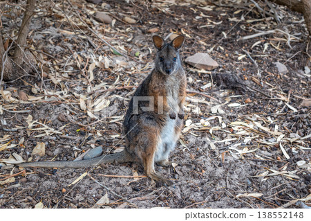 Wallaby standing on forest floor among dry leaves on Kangaroo Island Wallaby standing on forest floor among dry leaves on Kangaroo Island 138552148