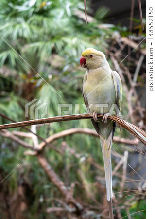 Rose-ringed parakeet perched on a branch on Kangaroo Island, Australia Rose-ringed parakeet perched on a branch on Kangaroo Island, Australia 138552150