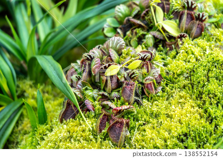 Cephalotus follicularis at Singapore Botanic Gardens 138552154