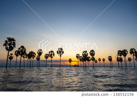 Borassus palms at sunset on Lake Tempe, Sulawesi, Indonesia 138552156