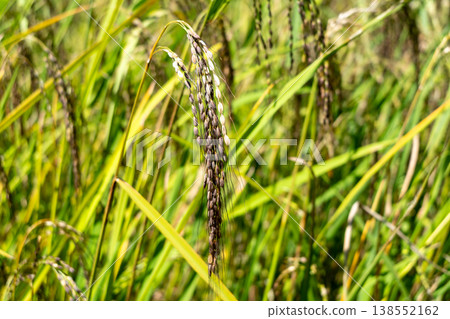 Close-up of rice plants in Toraja, Sulawesi, Indonesia 138552162