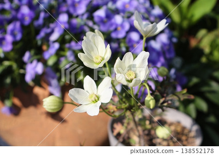 鐵線蓮裙 Mannyjou 白花 鐵線蓮裙 Mannyjou 白花 138552178