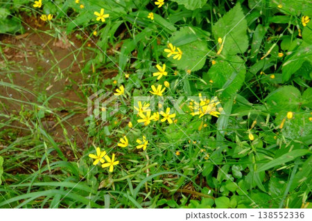{Kanagawa Prefecture} The buttercups are in bloom. {Kanagawa Prefecture} The buttercups are in bloom. 138552336