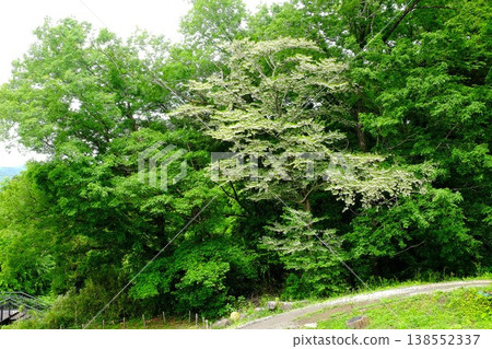 {Kanagawa Prefecture} A walking path surrounded by greenery, where Styrax japonica trees are in bloom. {Kanagawa Prefecture} A walking path surrounded by greenery, where Styrax japonica trees are in bloom. 138552337