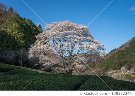 竹原臼澄櫻花樹,三重縣津市三杉町 竹原臼澄櫻花樹,三重縣津市三杉町 138552344